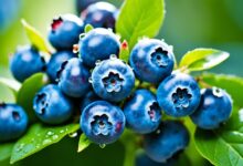 Blaubeeren