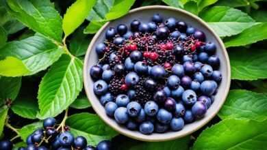 Maqui-Beeren