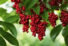 Schisandra-Beeren