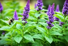 Tulsi (Heiliges Basilikum)