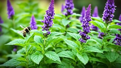 Tulsi (Heiliges Basilikum)