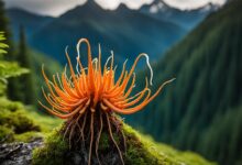 heilpilz cordyceps