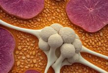 Die Wirkung von Calcium: Gesundheitliche Vorteile und wichtige Funktionen im Körper