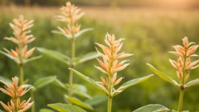 Die Wirkung von Ashwagandha: Wie das Adaptogen Körper und Geist stärkt