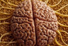 Leinöl Wirkung auf das Nervensystem: Vorteile für die geistige Gesundheit und Konzentration